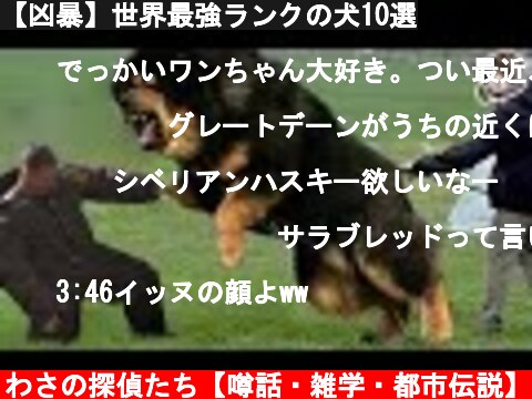 【凶暴】世界最強ランクの犬10選  (c) うわさの探偵たち【噂話・雑学・都市伝説】